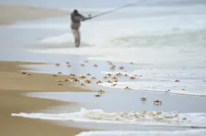 Fisherman: Pink Ghost Crab (Ocypode ryderi) running in sur