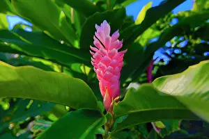 Ginger: Pink Ginger, Melanesia, Fiji