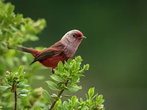 Guatemala: Pink-headed Warbler (Cardellina versicolor), Guatemala
