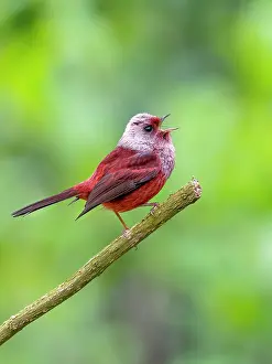 Guatemala: Pink-headed Warbler (Cardellina versicolor), Guatemala