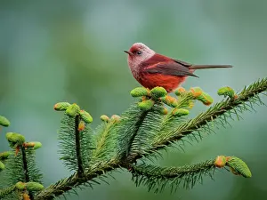 Guatemala: Pink-headed Warbler (Cardellina versicolor), on