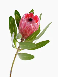 Oleander: Pink ice