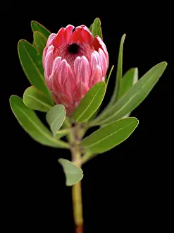 Oleander: Pink ice