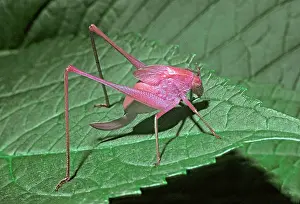 Orthoptera: Pink Katydid