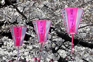 Lanterns: Pink lanterns hanging along the Meguro River
