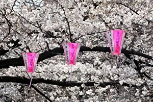 Lanterns: Pink lanterns hanging along the Meguro River