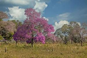 Pantanal: Pink Lapacho tree in full bloom along the Transpantaneira
