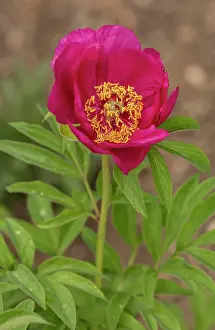 Paeonia: Pink Low Peony, Paeonia peregrina, in flower in