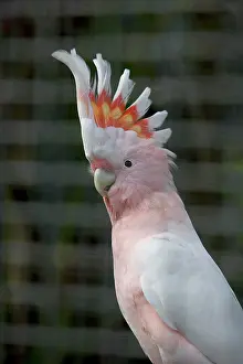 Canaries: Pink - or Major Mitchell's Cockatoo (Cacatua leadbeateri)