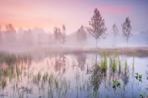Grove: In a pink morning sky, wisps of mist form and birch