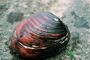 Mussel: Pink Mucket Pearly Mussel