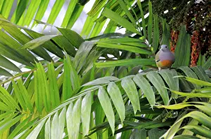 Treron: Pink-Necked Green Pigeon