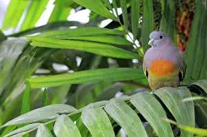 Treron: Pink-Necked Green Pigeon
