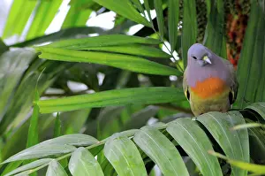 Treron: Pink-Necked Green Pigeon