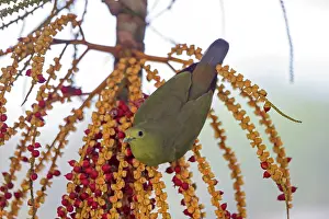 Treron: Pink-necked Green Pigeon by palm tree fruit