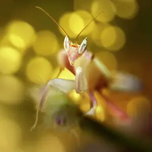 Coronatus: Pink Orchid Mantis
