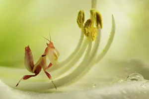 Stigma: Pink Orchid Mantis