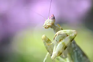 Coronatus: Pink Orchid Mantis