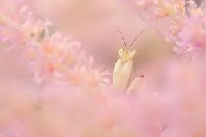 Coronatus: Pink Orchid Mantis