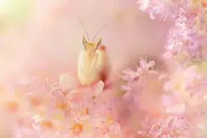 Coronatus: Pink Orchid Mantis