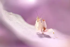 Coronatus: Pink Orchid Mantis