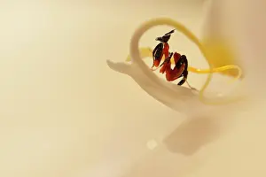 Nymph: Pink Orchid Mantis