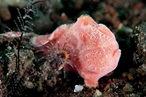 Pong: Pink Painted Frogfish