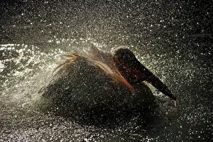 Shake: Pink pelican (Pelecanus onocrotalus) swims on the