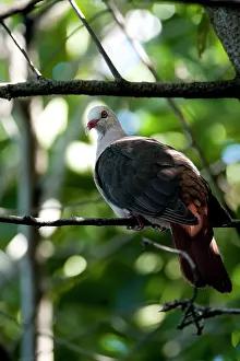 Mayeri: Pink pigeon