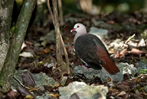 Mayeri: Pink pigeon