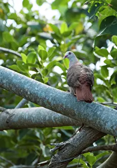Mayeri: Pink pigeon