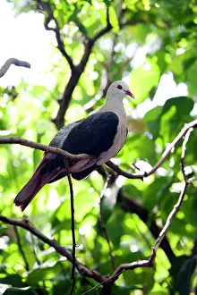 Mayeri: Pink pigeon