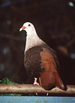 Pigeons: PINK PIGEON - in captivity
