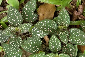 Polkadot: Pink polkadot plant / Freckle Face