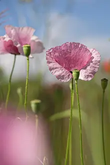 Corn: Pink poppies in the wild