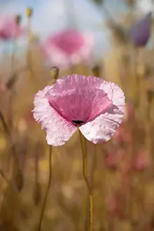 Corn: Pink poppies in the wild
