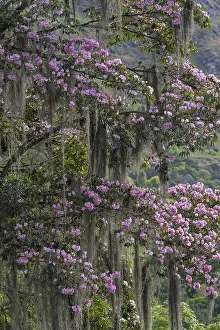 Hanging: Pink Poui / Rosy Trumpet Tree (Tabebuia rosea) with