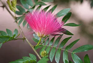 David C Dixon: Pink Powder Puff