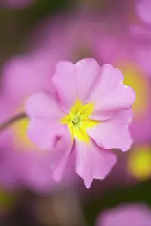 Primulas: Pink Primula Flowers