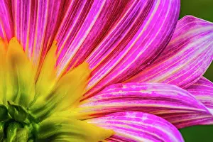 Perry: Pink purple dahlia petals blooming macro. Dahlia