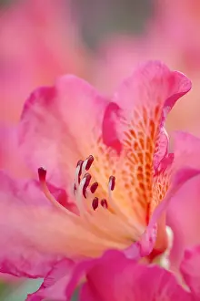 Rhododendrons: Pink rhododendron flower, Norfolk UK