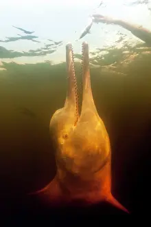 Dolphines: Pink River dolphin or Boto, Inia geoffrensis, Acajatuba Lake