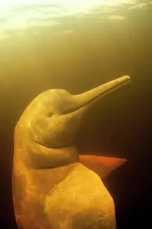 Dolphines: Pink River dolphin or Boto, Inia geoffrensis, Acajatuba Lake