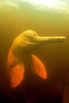 Cetaceans: Pink River dolphin or Boto, Inia geoffrensis, Acajatuba Lake