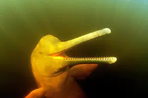 Cetaceans: Pink River dolphin or Boto, Inia geoffrensis, Acajatuba Lake
