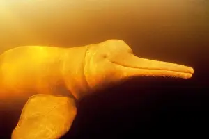 Cetaceans: Pink River dolphin or Boto, Inia geoffrensis, Acajatuba Lake