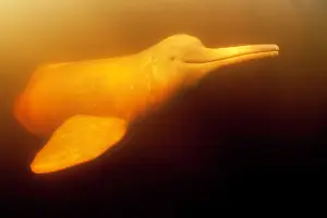 Cetaceans: Pink River dolphin or Boto, Inia geoffrensis, Acajatuba Lake