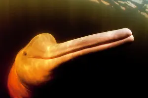 Cetaceans: Pink River dolphin or Boto, Inia geoffrensis, Acajatuba Lake
