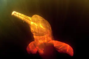 Cetaceans: Pink River dolphin or Boto, Inia geoffrensis, Acajatuba Lake