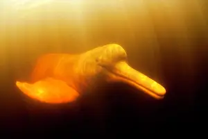 Cetaceans: Pink River dolphin or Boto, Inia geoffrensis, Acajatuba Lake